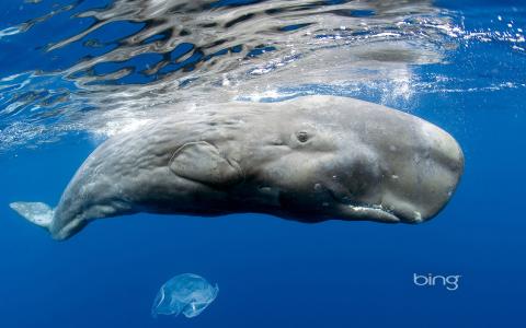 海底鲸，鲸鱼