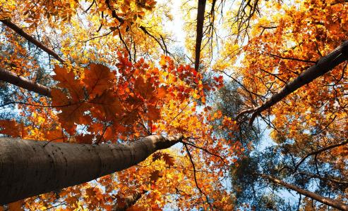 秋季，森林，树木，垂直，照片，叶子，性质