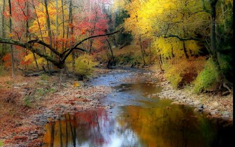 河，森林，流，树，反射，石头，目前，秋天