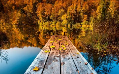 桥，湖，光滑的表面，森林，叶子，秋天