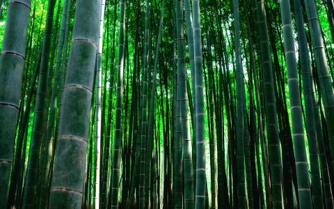 竹，美丽，性质，绿色背景