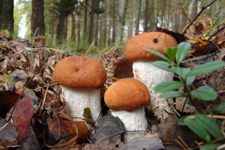 宏，蘑菇，森林