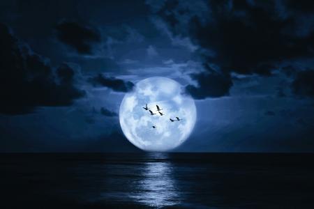 海，夜，月亮，云，一群鸟，景观