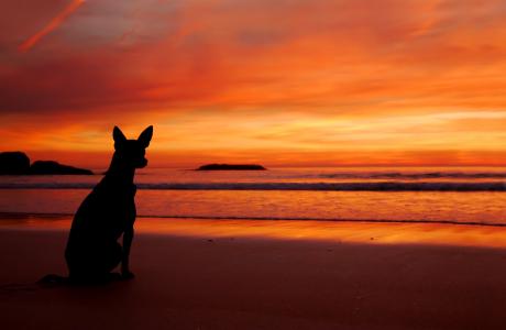 大海，沙滩，日落，狗