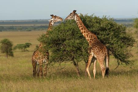 长颈鹿，草，动物，夫妇，树