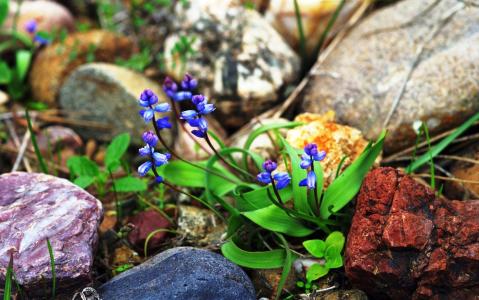 花，穆斯卡里，叶子，石头，春天
