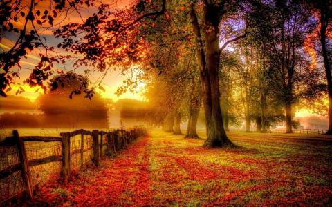 秋天，森林，补丁，叶子，树，栅栏