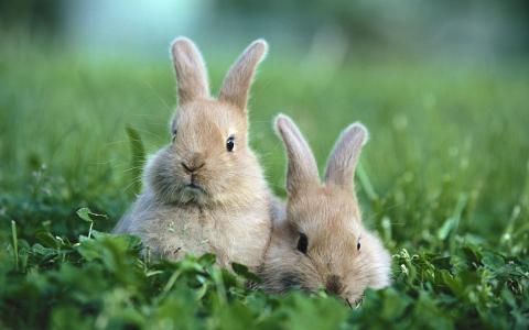 草，兔子，林间空地