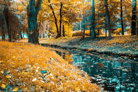 公园，树木，河，反射，秋天