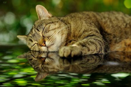 猫，猫，睡觉，反射，散景，照片，乔瓦尼·扎切