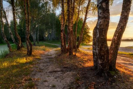 桦树，晚，日落，叶子，阳光，路径，茱莉亚Lapteva