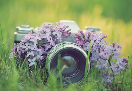 草，鲜花，相机，照片，相机，丁香