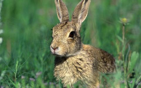 自然，兔子，漂亮的脸蛋