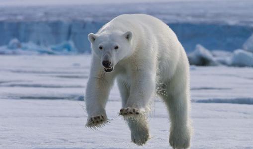 北极熊，米沙，跳，雪，冬天，亲照片，积极