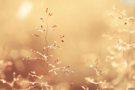 阳光灿烂，草，秸秆，小穗，金色的光芒
