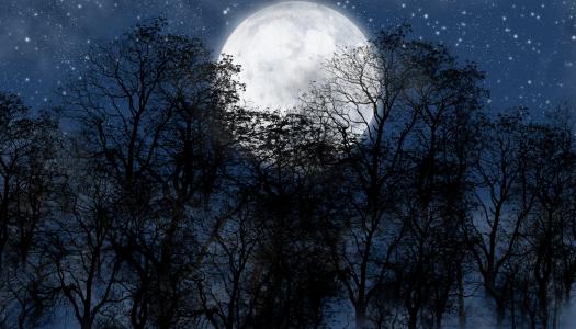 月亮,夜晚,大自然,树木