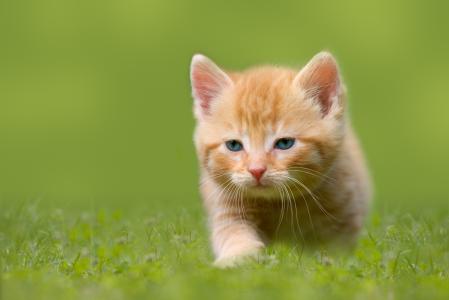 红色的小猫，草，宝贝