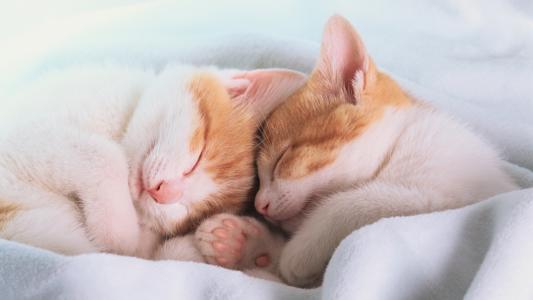 毯子，耳朵，睡觉，睡觉，爪子，小猫