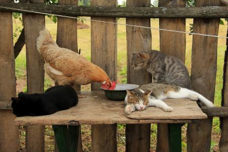 猫，鸡，篱笆