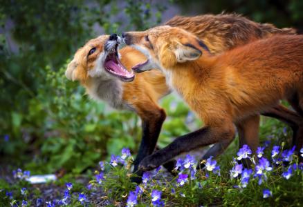 鲜花，狐狸，草，游戏，动物
