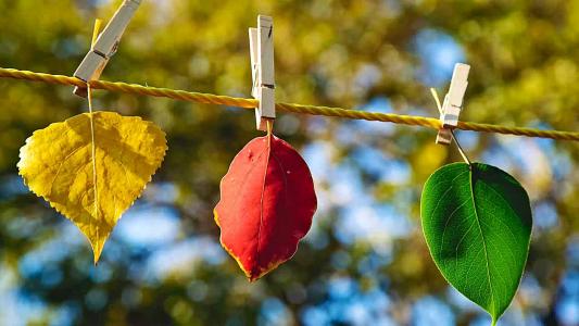 秋天，叶子，绳子，红色，黄色，绿色