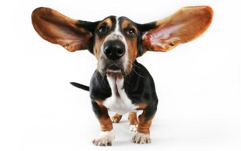 狗，耳朵
