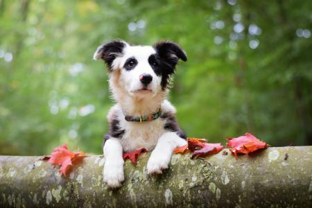 动物，狗，狗，日志，叶子，秋天
