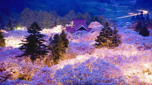 春天，日本，开花，樱花，晚上
