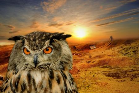 鹰猫头鹰，沙漠，日落，photomanipulation