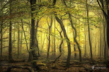 秋天，荷兰摄影师拉斯·范德古尔，森林，树木，雾