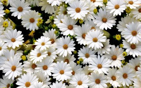领域，雏菊，白色，花瓣