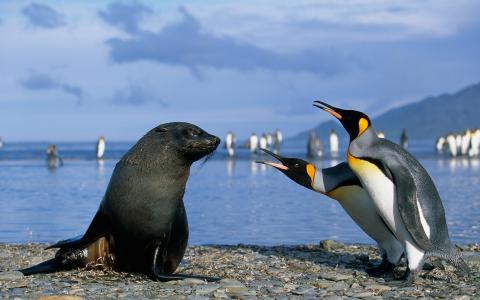 企鹅，南极洲，印章