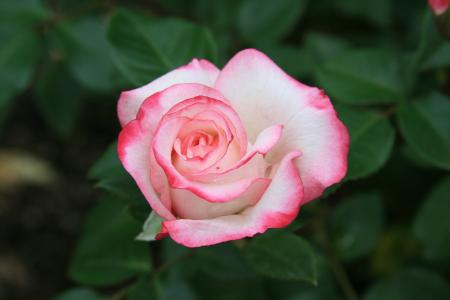 粉红色，大自然，鲜花，玫瑰，早上，美女