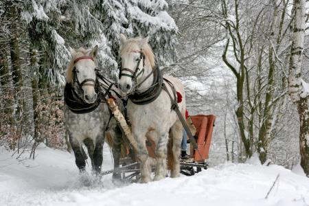 雪橇，马，冬天，雪，森林，坎特，自然，马，树，动物