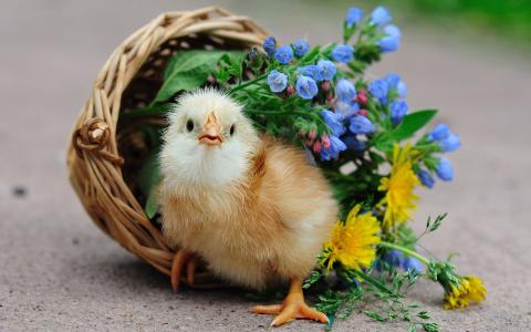 小鸡，鸟，鲜花，篮子，鸡