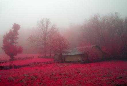 薄雾，花卉，红色，树，农场