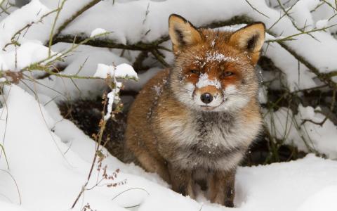 狐狸，雪，冬天