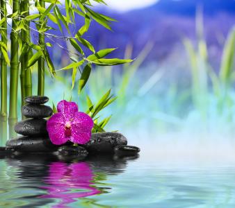 兰花，石头，水，竹子，温泉