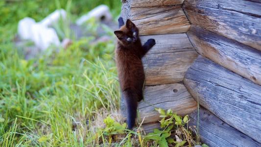 哦，抓到，黑色的小猫，在墙上划痕