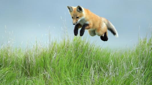 狐狸，草，跳