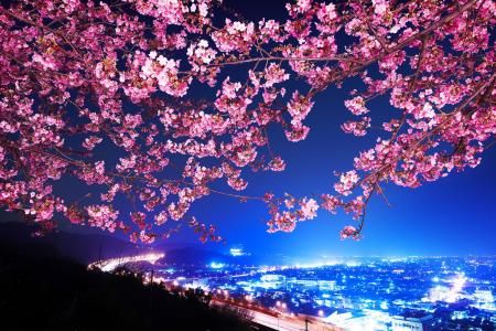 樱花，新村，高速公路，日本，樱花