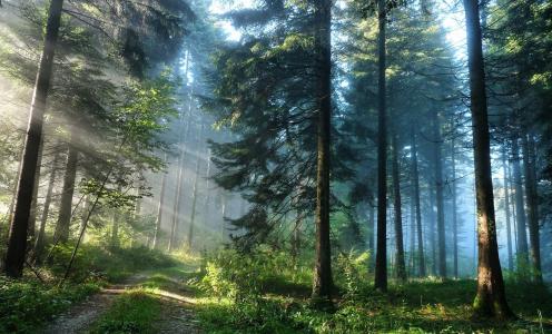 性质，森林，早上，雾，路，光线，太阳，美丽