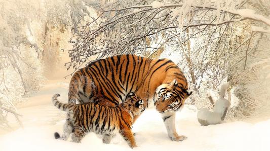 老虎，冬天，母亲，虎崽
