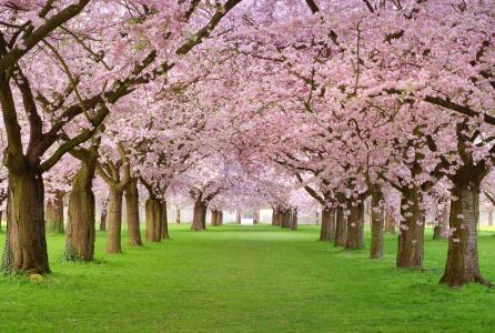 春天开花，春天，树木，开花，花瓣，粉红色，胡同，美女