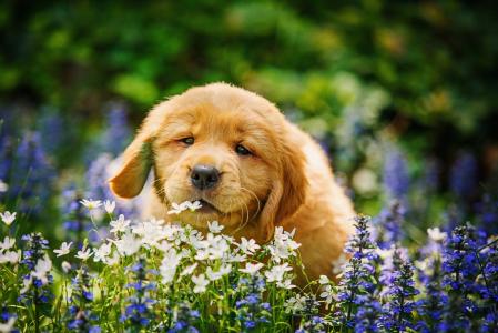 动物，狗，小狗，猎犬，性质，夏天，草，鲜花