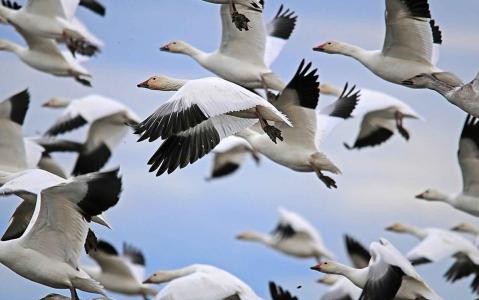 野生动物，鸟类，鹅的季节性迁徙