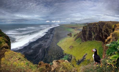 自然，岸，海，世界鸟类，冰岛，美丽