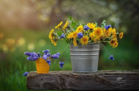Inna Sukhova，板，水桶，鲜花，蒲公英，穆斯卡里，春天