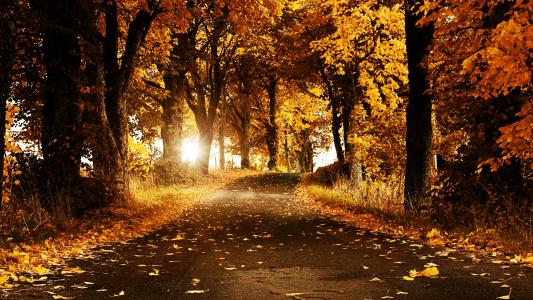 秋，微风，花，树，道路，太阳，闪耀，黄色，酷，热，真棒，很好，查看，日落，叶子，叶子，明亮，阳光明媚，夏天，春天