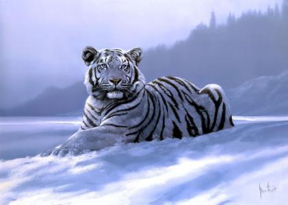 斯宾塞霍奇，西伯利亚虎，艺术，老虎